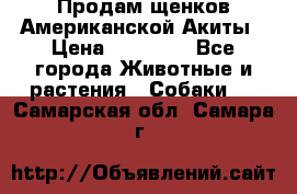 Продам щенков Американской Акиты › Цена ­ 25 000 - Все города Животные и растения » Собаки   . Самарская обл.,Самара г.